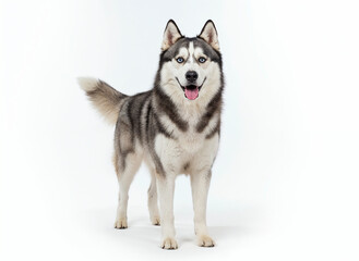 Siberian Husky, full grown, cheerful, studio lighting, shiny eyes and fur, 100% full body shot.