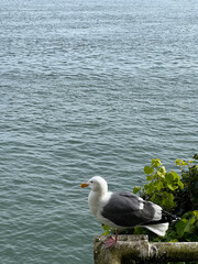 A solitary seagull gracefully rests by the serene waterside, embodying relaxation and calmness