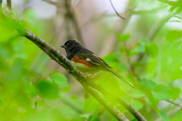Eastern Towhee at Natural Bridge State Park, near Freedom, Wisconsin.
