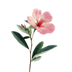 Pink flower with green leave on transparent background