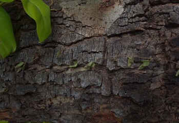 bark and plants