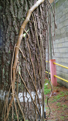 Tree Trunk with Aerial Roots