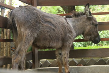 A detailed side view of a furry donkey standing inside a wooden enclosure at Gembira Loka Zoo, a...