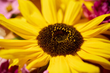 Sunflower, dahlias and cosmos floral background
