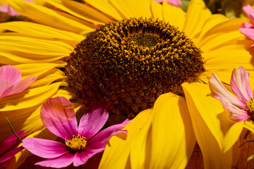 Sunflower, dahlias and cosmos floral background
