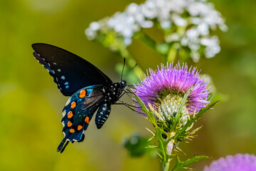 Swallowtail butterfly on thistle