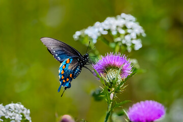 Black swallowtail on thistle