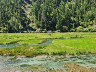 Beautiful scenery of a lake in summer in Jiuzhaigou National Park, China.