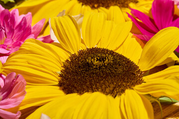 Fototapeta premium Sunflower, Dahlia and cosmos floral background 