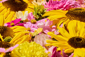 Sunflower, Dahlia and cosmos floral background
