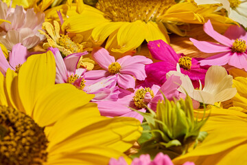 Sunflower, Dahlia and cosmos floral background

