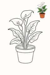 Obraz premium Calla Lily Plant Outline for Coloring Book.