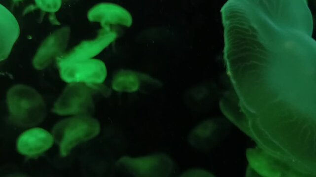 jellyfish in the water