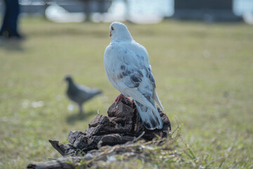 Obraz premium Feral Pigeon Standing on Grass in New Taipei City