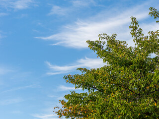 葉が色付き始めた桜の木と秋の青空