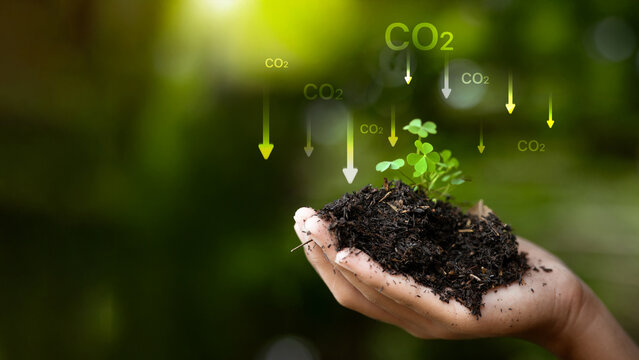 Carbon capture and CO2 absorption with seedling in hand, sustainability and net zero