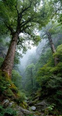 Misty forest ravine with tall trees and mossy rocks