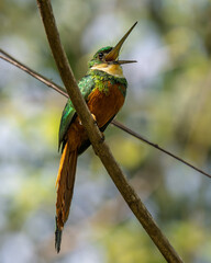 Rufous-tailed Jacamar (Galbula ruficauda) perched on branch in tropical forest, Colombia