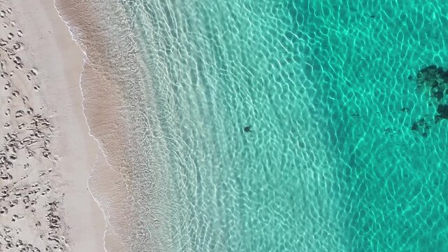 Ray swimming tropical water clear sunshine pattern light