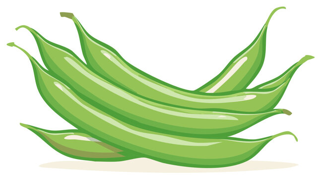 Green beans bunch illustration, healthy fresh vegetable food design.