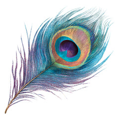 A single peacock feather with a detailed eye pattern, isolated on a white background. The feather displays vibrant iridescent colors of blue, green, purple, and gold.

