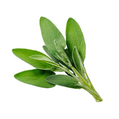 Shot of a fresh sage sprig against on transparent background