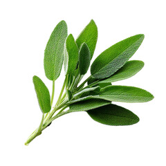 Shot of a fresh sage sprig against on transparent background