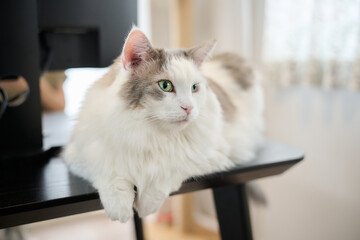 机の上にのんびりしている白猫