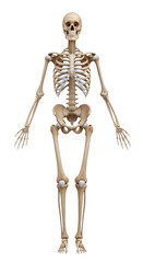 Human skeleton full body isolated on transparent background