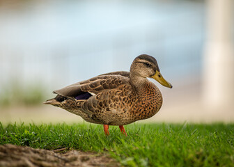 duck on the grass