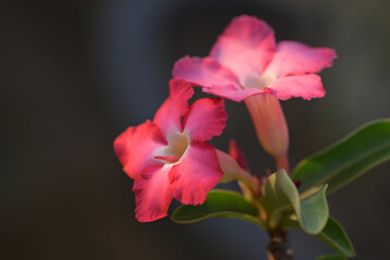 Delicate pink Adenium obesum flowers, also known as desert roses, bloom against a dark background.
