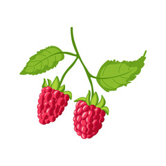 A branch of fresh, bright raspberries with green leaves. A delicious and healthy berry harvest. Isolated on a white background.