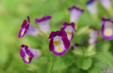 A close-up of a cluster of vibrant purple and white wishbone flowers, with their distinctive yellow centers, against a soft, blurred green background.