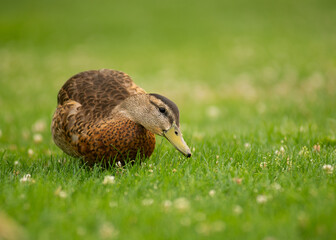 Female mallard duck