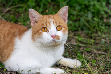 The orange cat sat quietly on the grasslands, Orange cat licked its fur and lying on the grass floor.