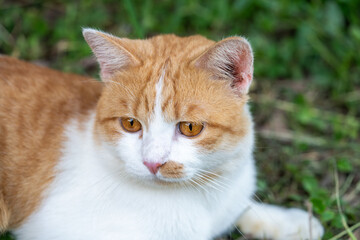 The orange cat sat quietly on the grasslands, Orange cat licked its fur and lying on the grass floor.
