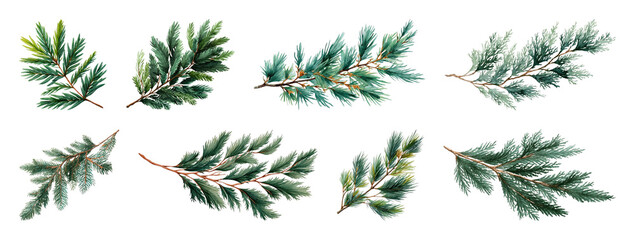 PNG Realistic evergreen pine branch illustrations, element set on transparent background