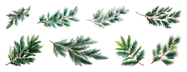PNG Detailed evergreen branches illustration, element set on transparent background