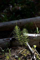 Horsetail plant in forest by logs