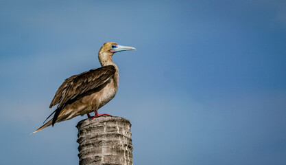 the red footed booby bird in the nature with dramatic tone