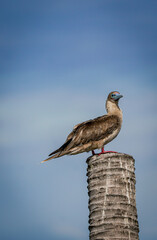 the red footed booby bird in the nature with dramatic tone
