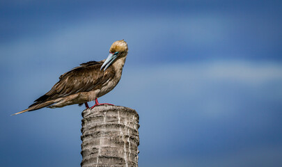 the red footed booby bird in the nature with dramatic tone