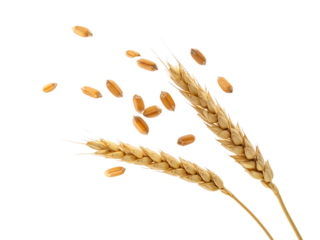 Wheat ears grains isolated white background, perfect for agricultural, food, nutrition, organic, harvest, farming, and cereal concepts in high resolution.