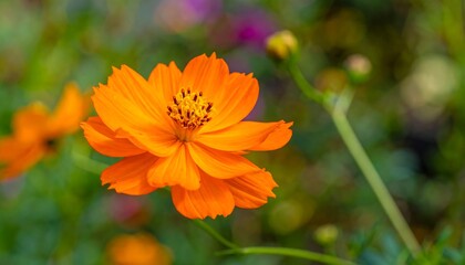 Close-up of vibrant orange flower (1)