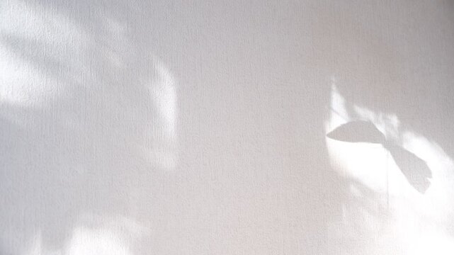 Moving shadows on ivory white textured wall with casting floral and butterfly shadows. Minimal vintage interior decoration concept. Autumn wabi sabi style aesthetics
