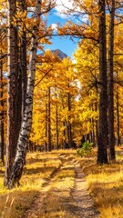 Obraz premium Vibrant Autumn Forest Pathway Surrounded by Golden Trees and Blue Sky