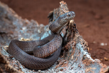 Close-up image of a Keeled slug-eating snake, Keeled slug-eating snake hiding inside a tree, Keeled slug-eating snake ( Pareas carinatus )