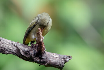 The orange-bellied flowerpecker (Dicaeum trigonostigma) , The orange-bellied flowerpecker on a tree branch, little orange bellied flowerpecker bird perched on a small branch