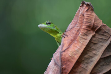 Manned Forest Lizard (Bronchocela jubata), Manned Forest Lizard perching on a dead leaves, Close up photo of a maned forest lizard