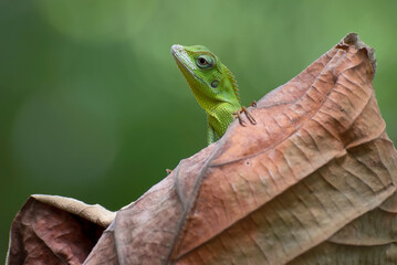 Manned Forest Lizard (Bronchocela jubata), Manned Forest Lizard perching on a dead leaves, Close up photo of a maned forest lizard